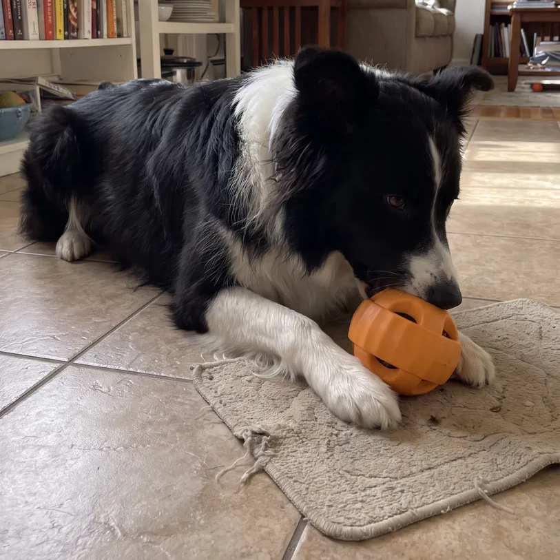 Border collie using the orange enrichment ball on a washable mat over a tile floor.